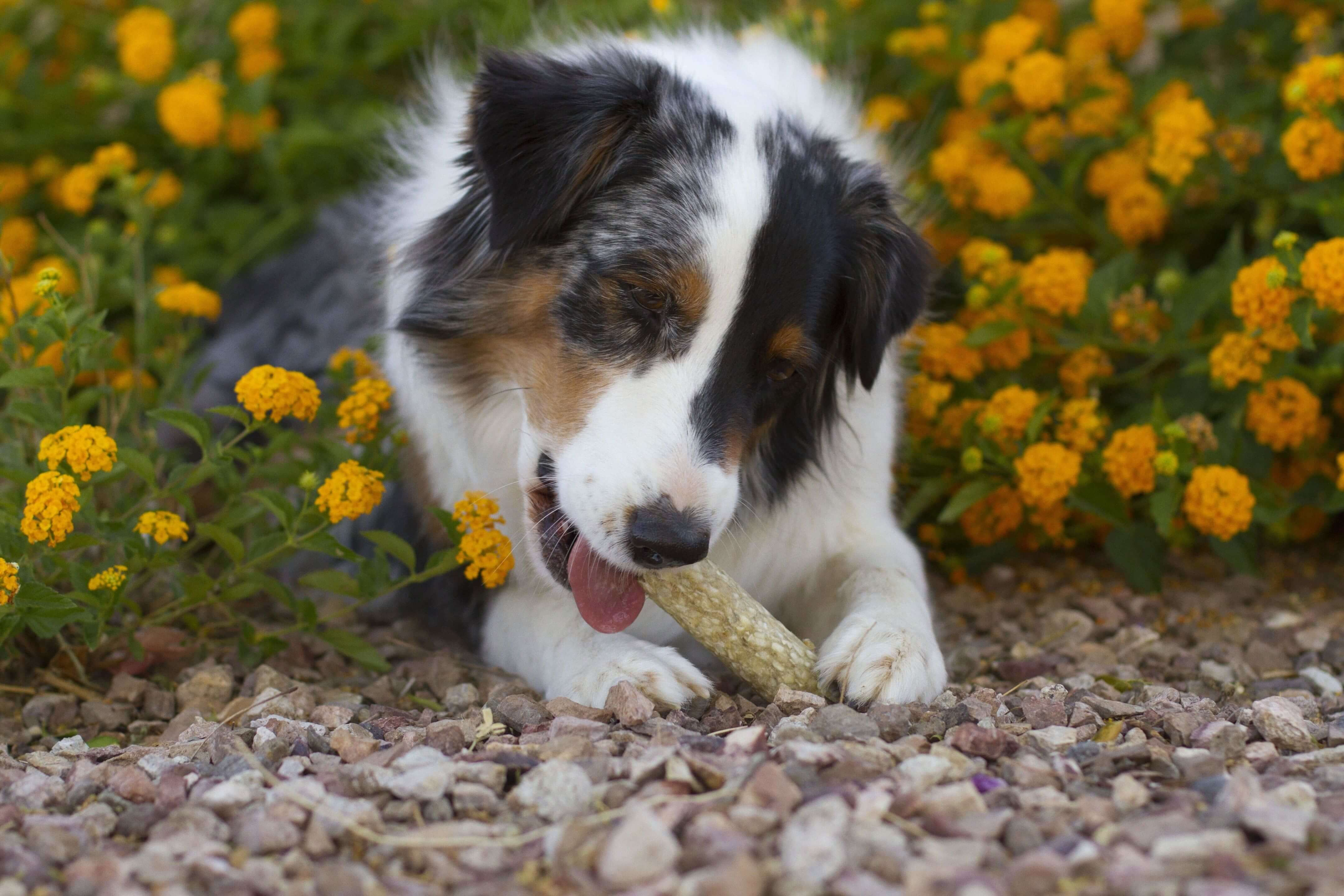 RedBarn Filled Munchie Retriever Chicken Flavor